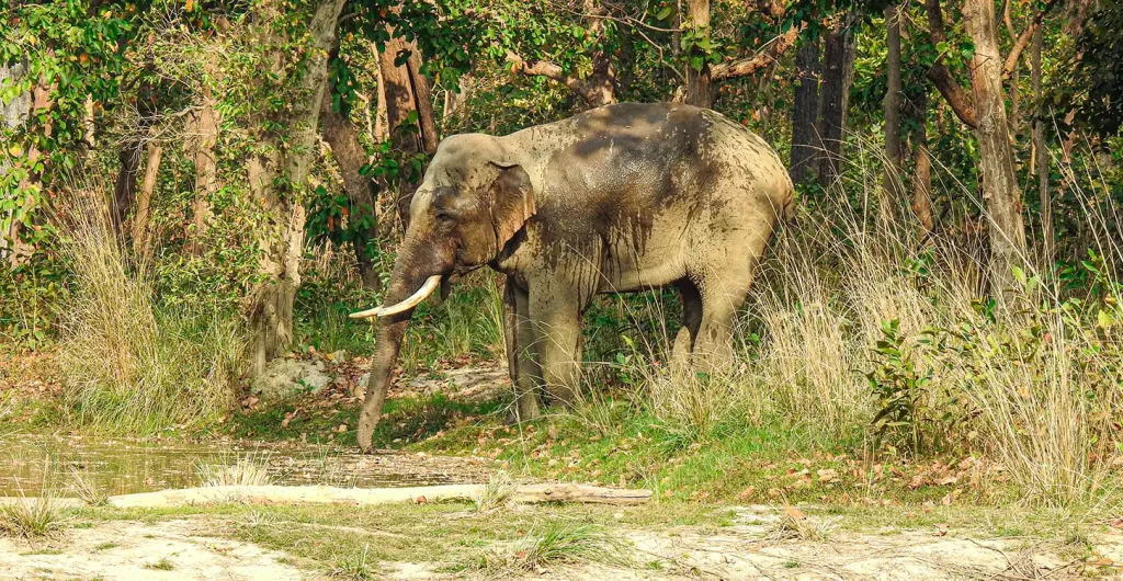 2 Nights 3 Days Chitwan Package Tour – All Inclusive: A Complete Guide